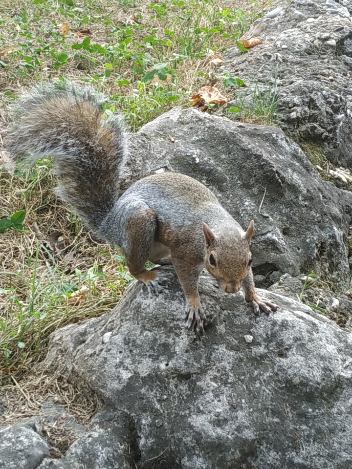 ardilla