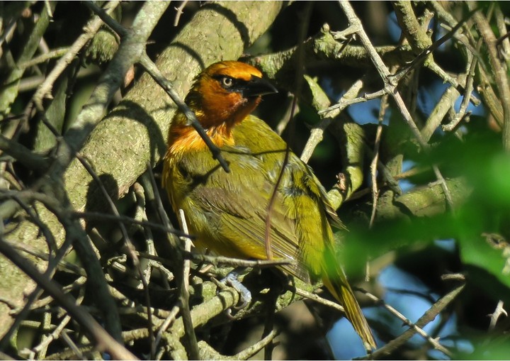 bird