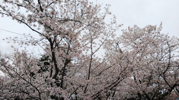 曇り日の桜