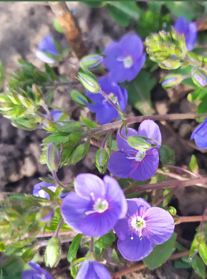 Первые цветы. First flowers