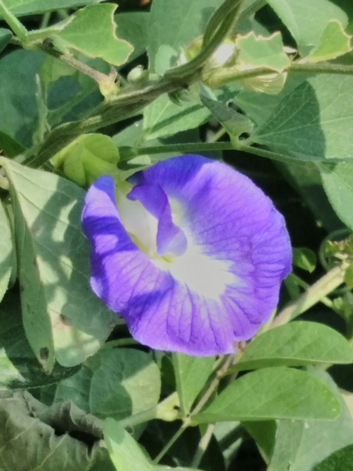 violet