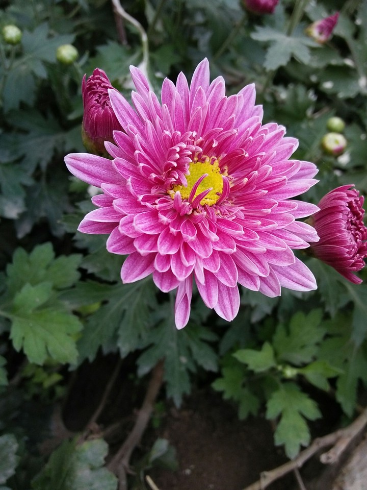 flower