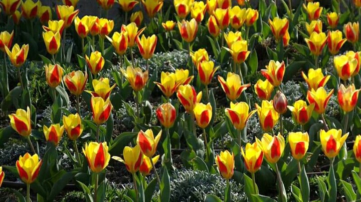 #tullips