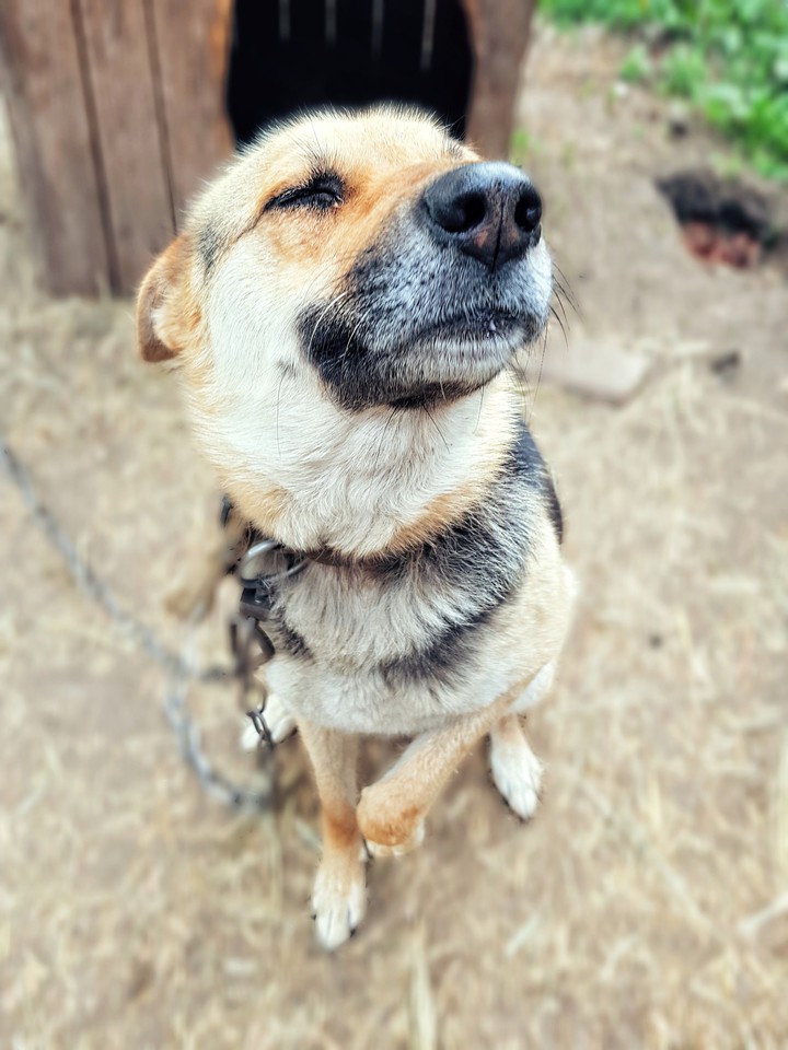 собака,пес,dog