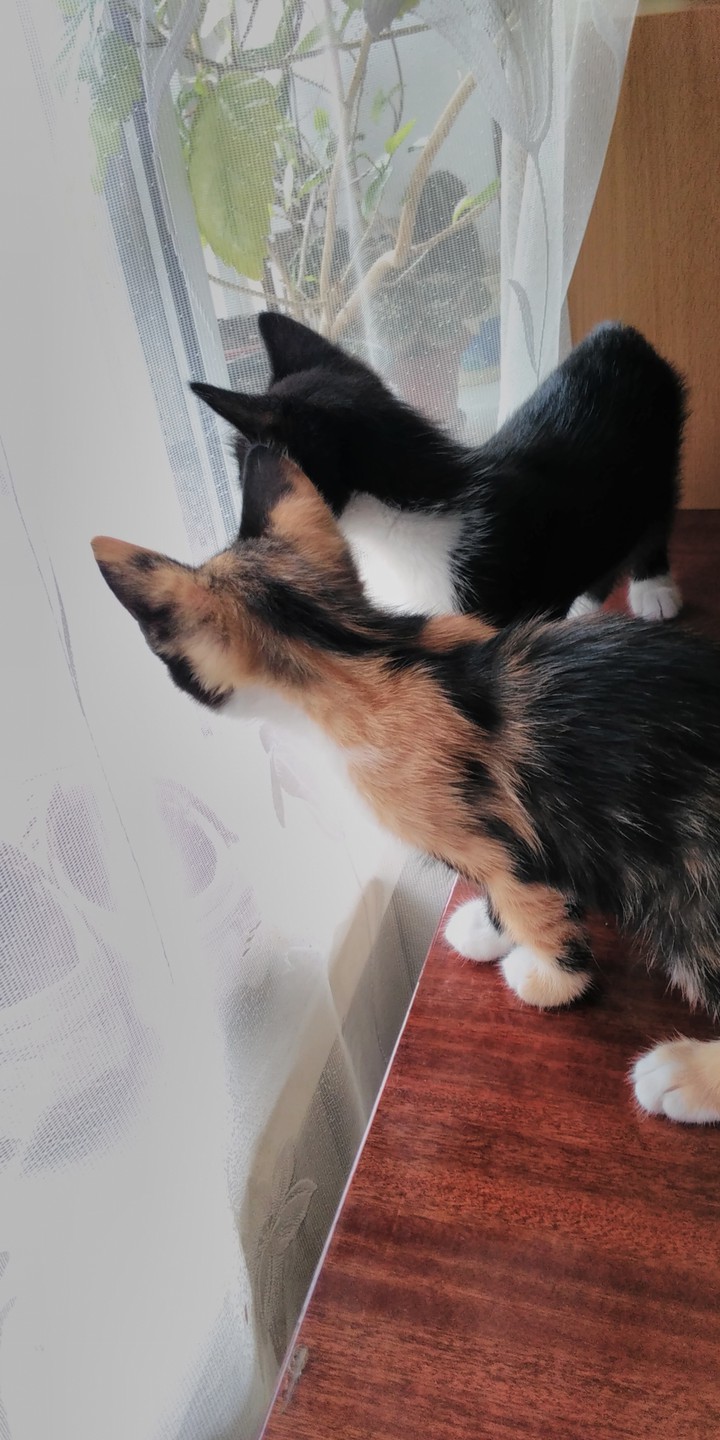 котики