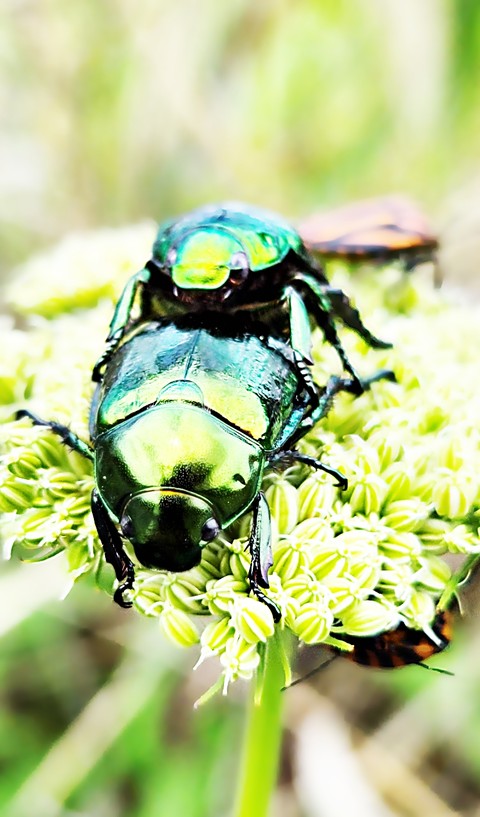 sfondi Close-up, insect