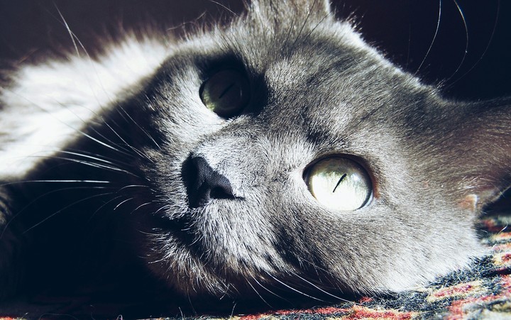 Кот