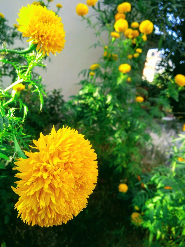 Indian Daffodils