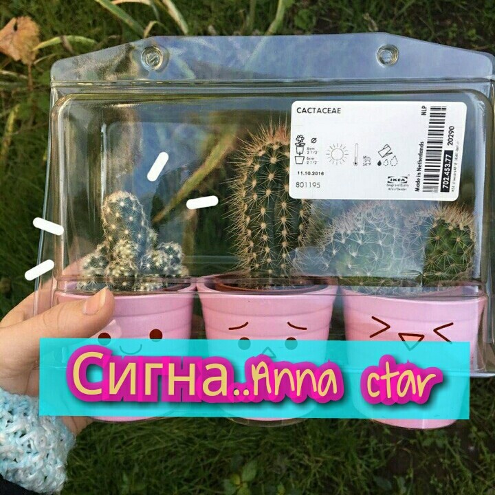 Сигна.