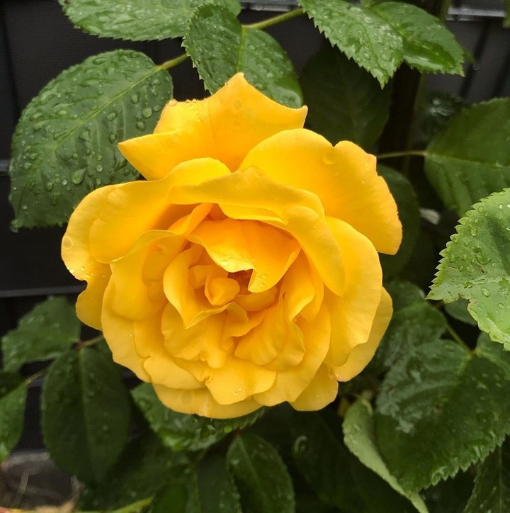 yellow Roses