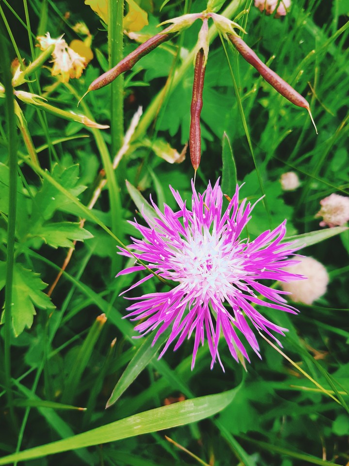 pink flower