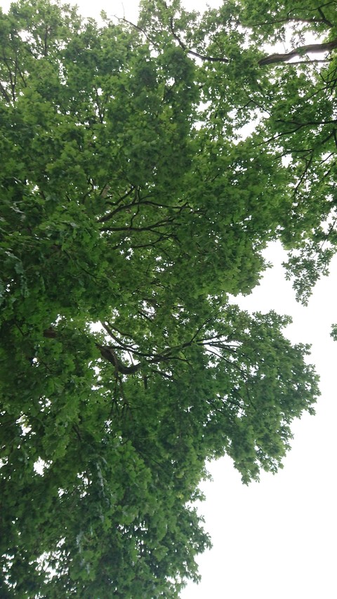 White sky Green tree in Sweden