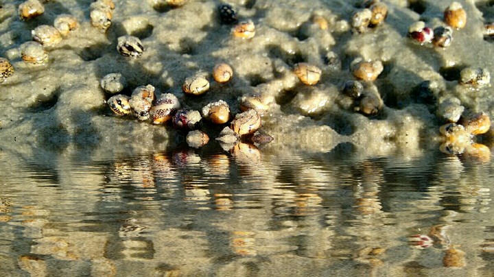 crab lake