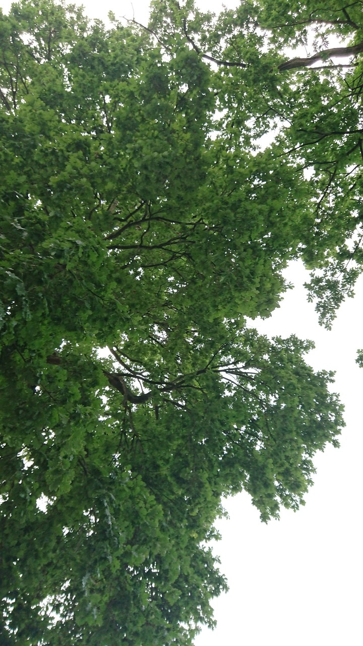 White sky Green tree in Sweden