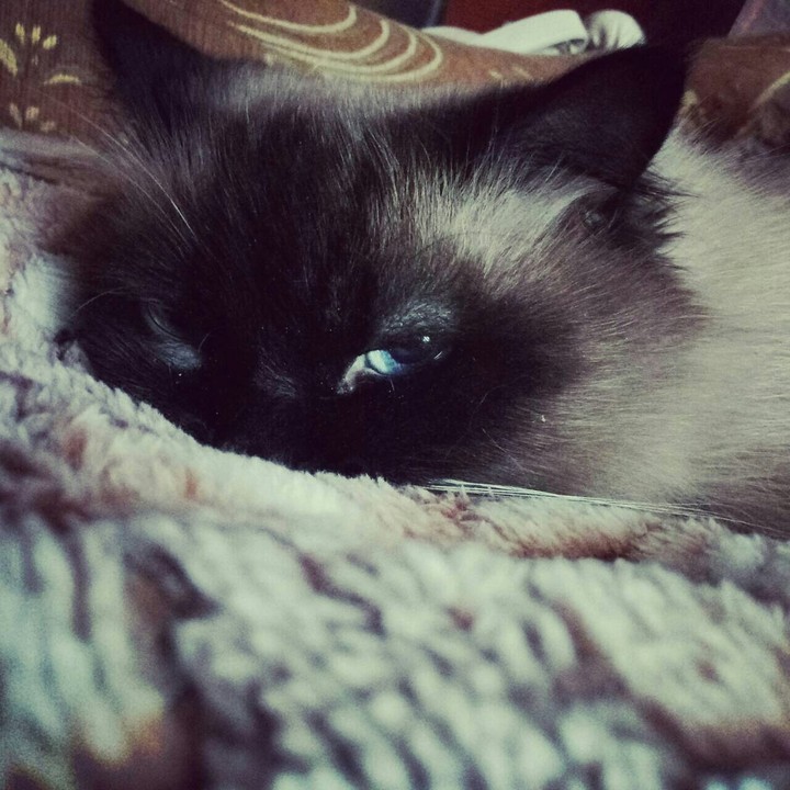Kitty ?