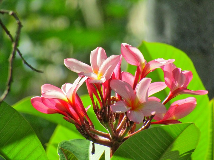 Plumeria Flowers