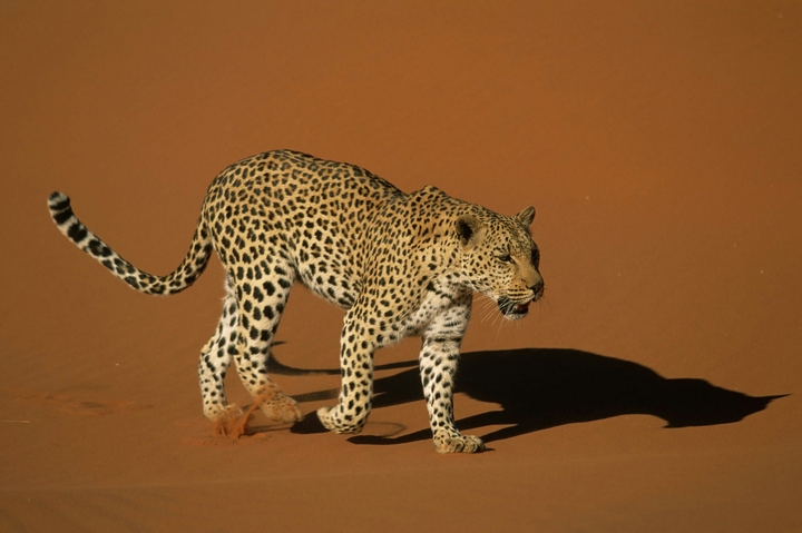 CHEETAH