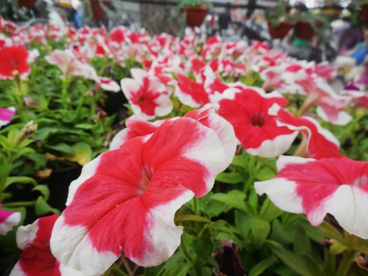 Red flowers