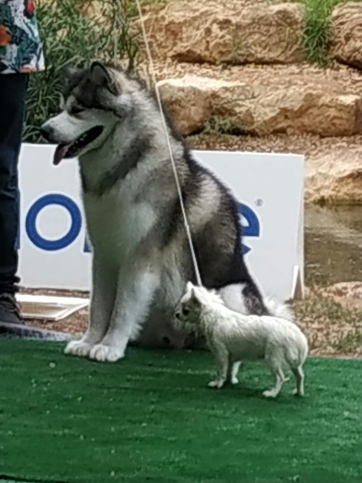 dogs