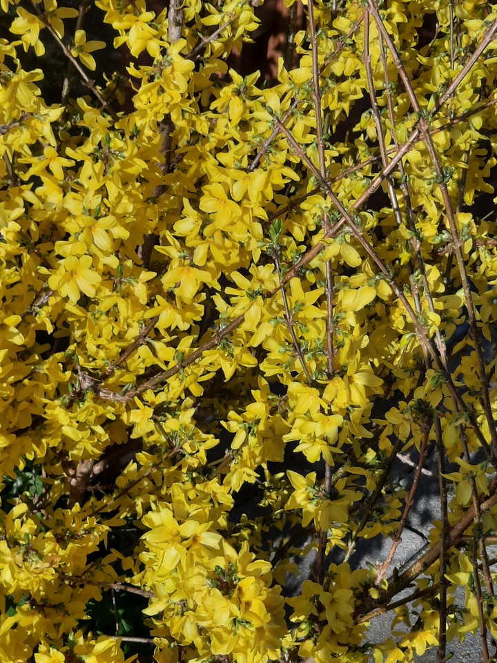 yellow flowers