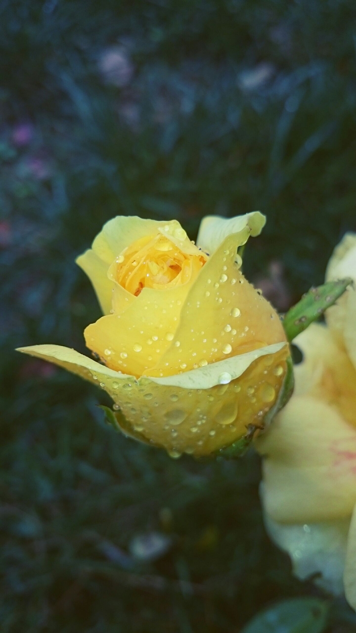 Rainy rose