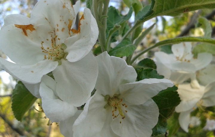 Spring flowers