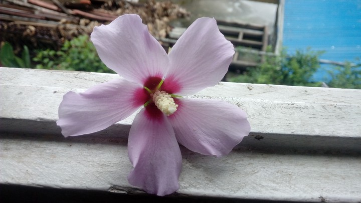 Flora