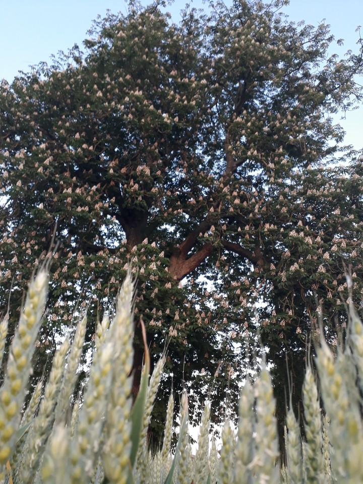 tree