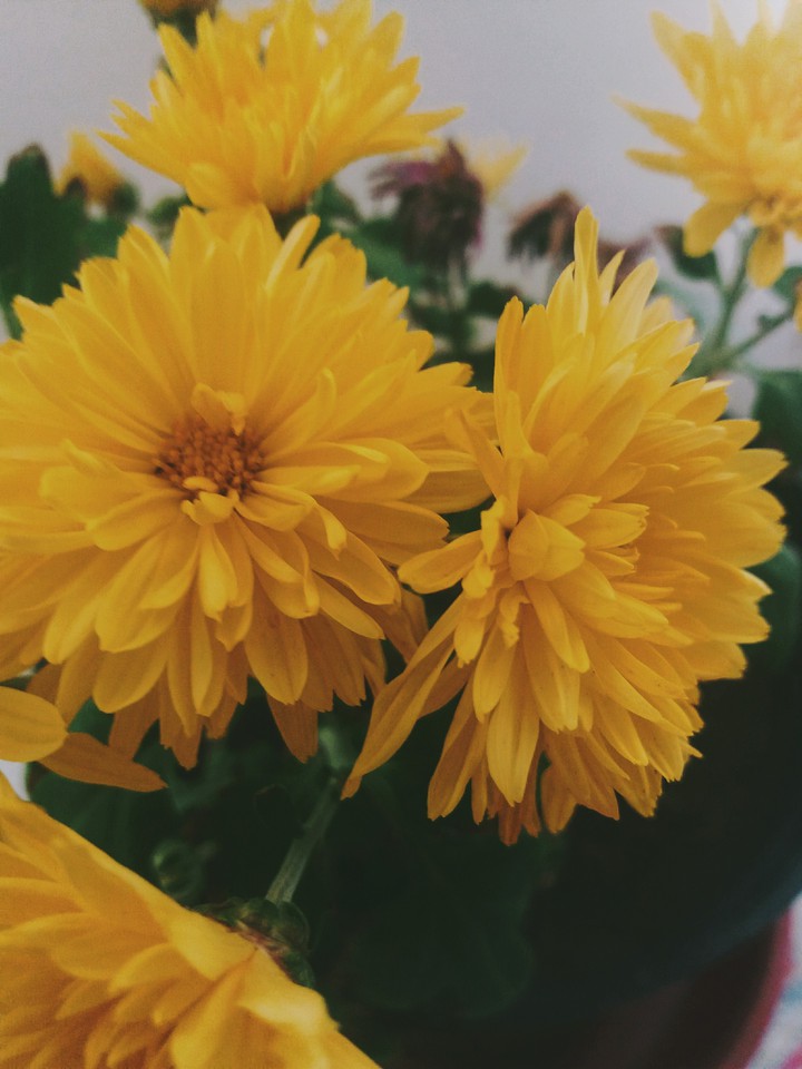 flower