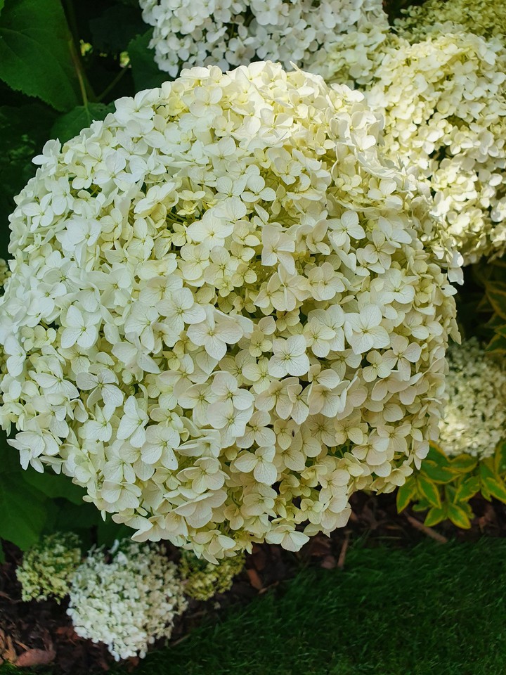 Blume