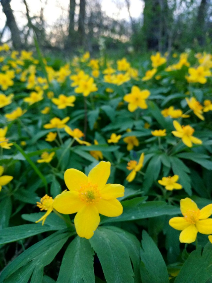 flowers