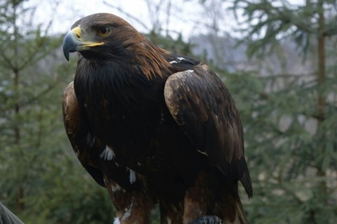 Eagle