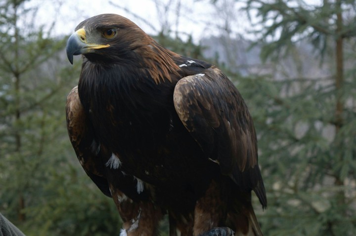 Eagle