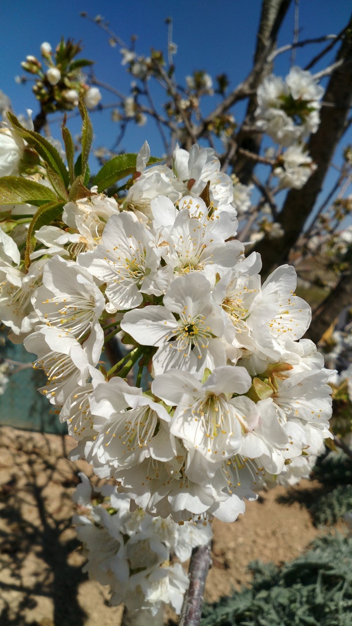 Cerezon en flor 2/ Blossom cherry tree 2