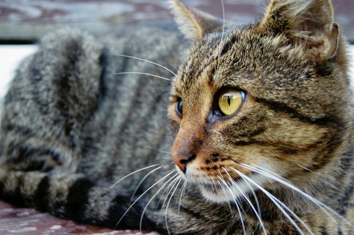 cat
