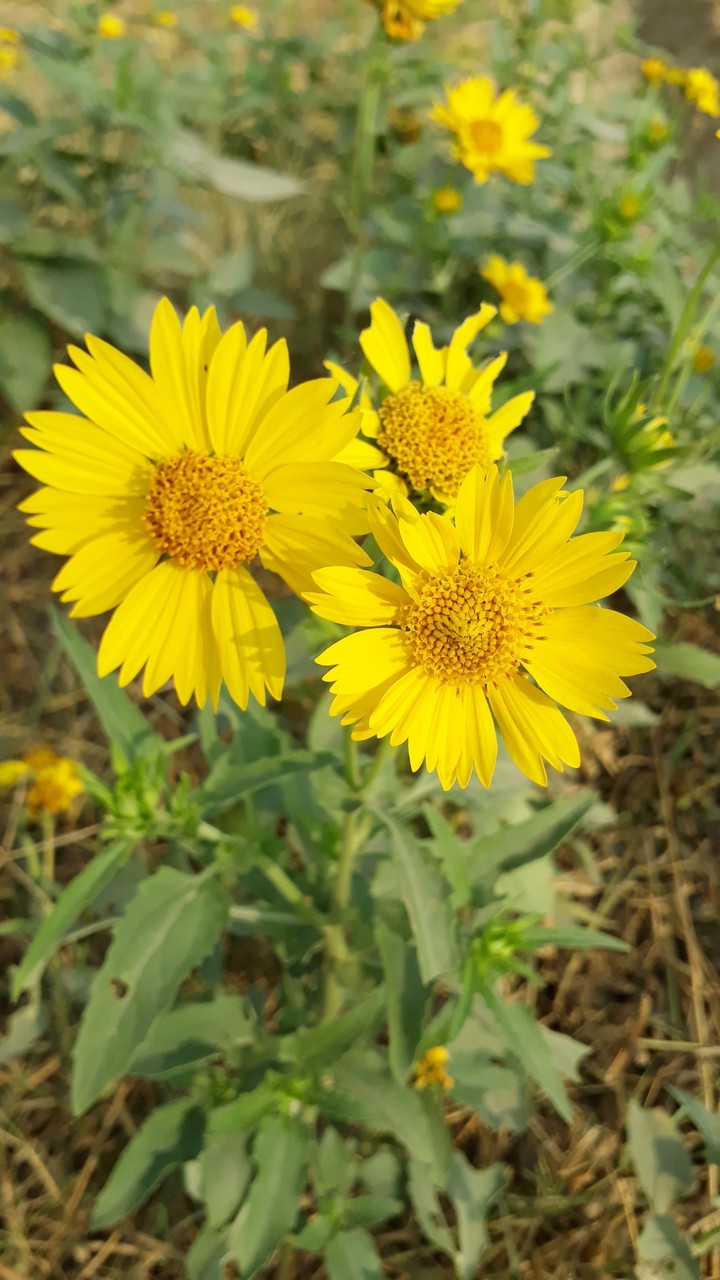 flower