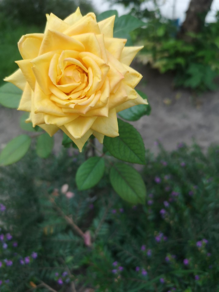 Flower