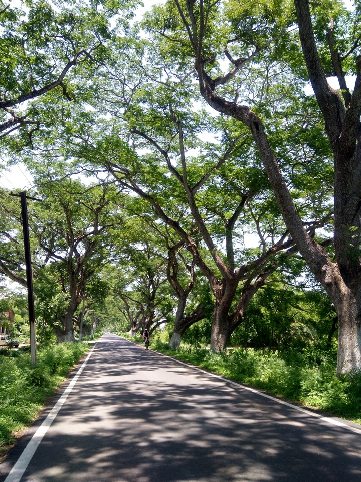 nature