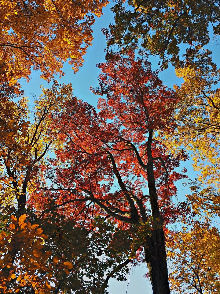 The woods ablaze with autumn color