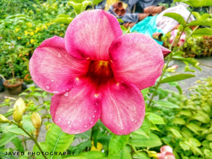 Flowers ❤
