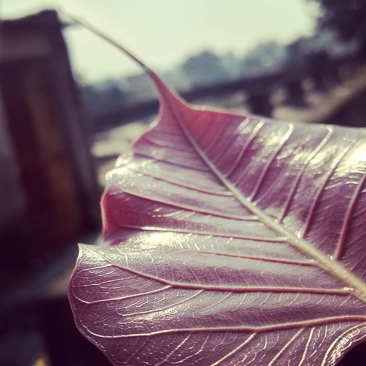 leaf saffron