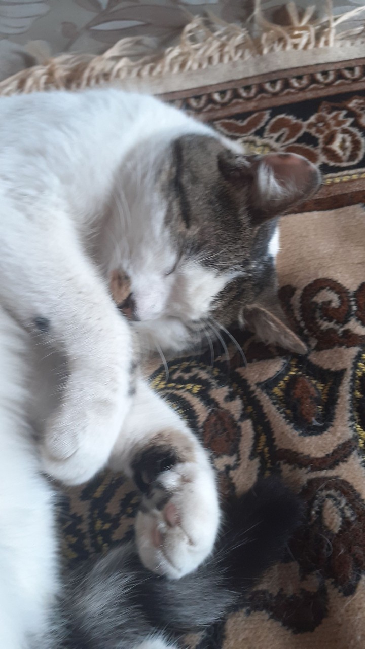 кошка