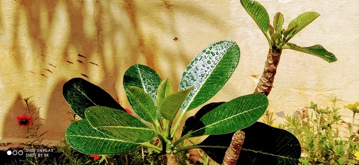 Water droplets on leaf