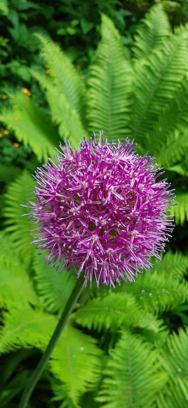 pinkflower