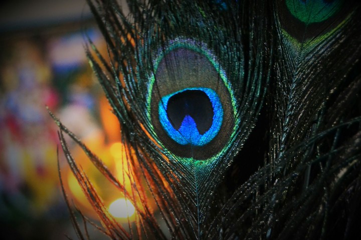 Peacock