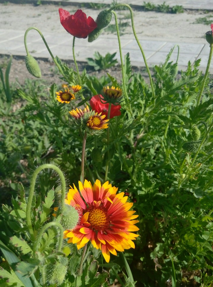 flowers