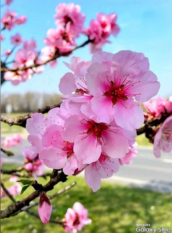 Y❤️ Spring flowering