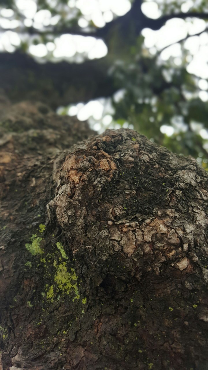 tree