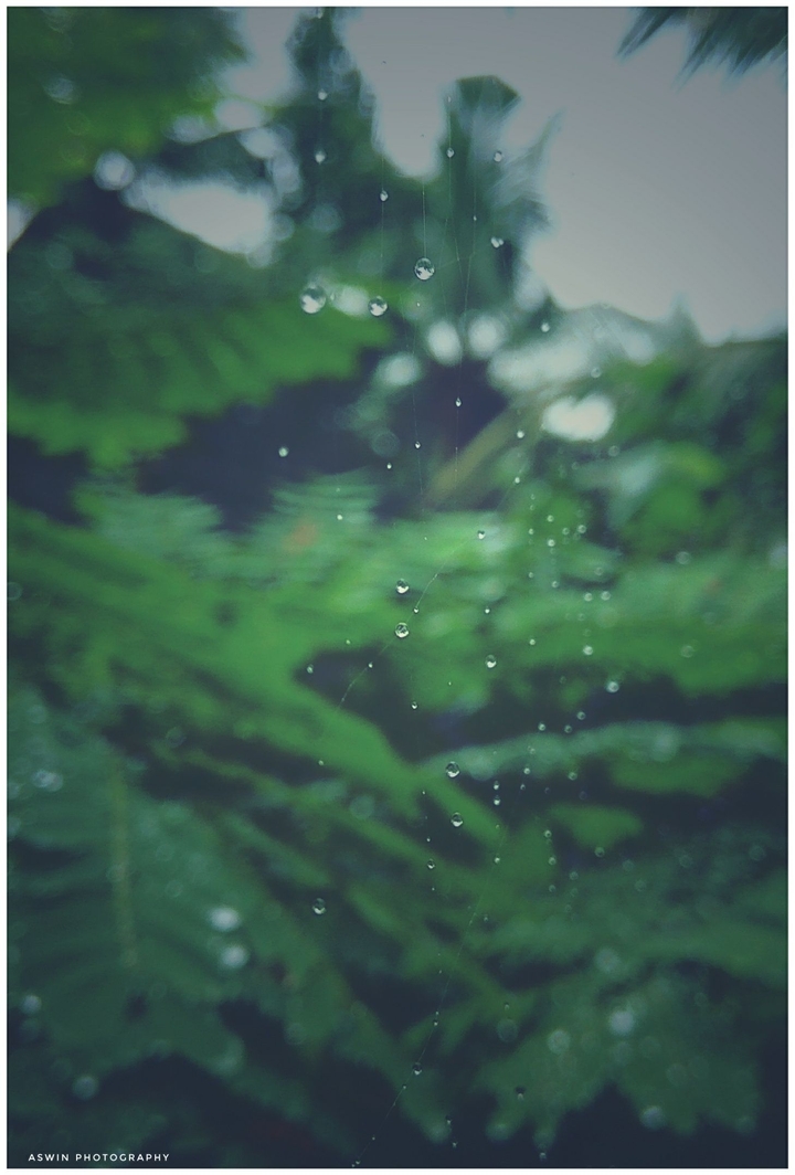 Drops In Web