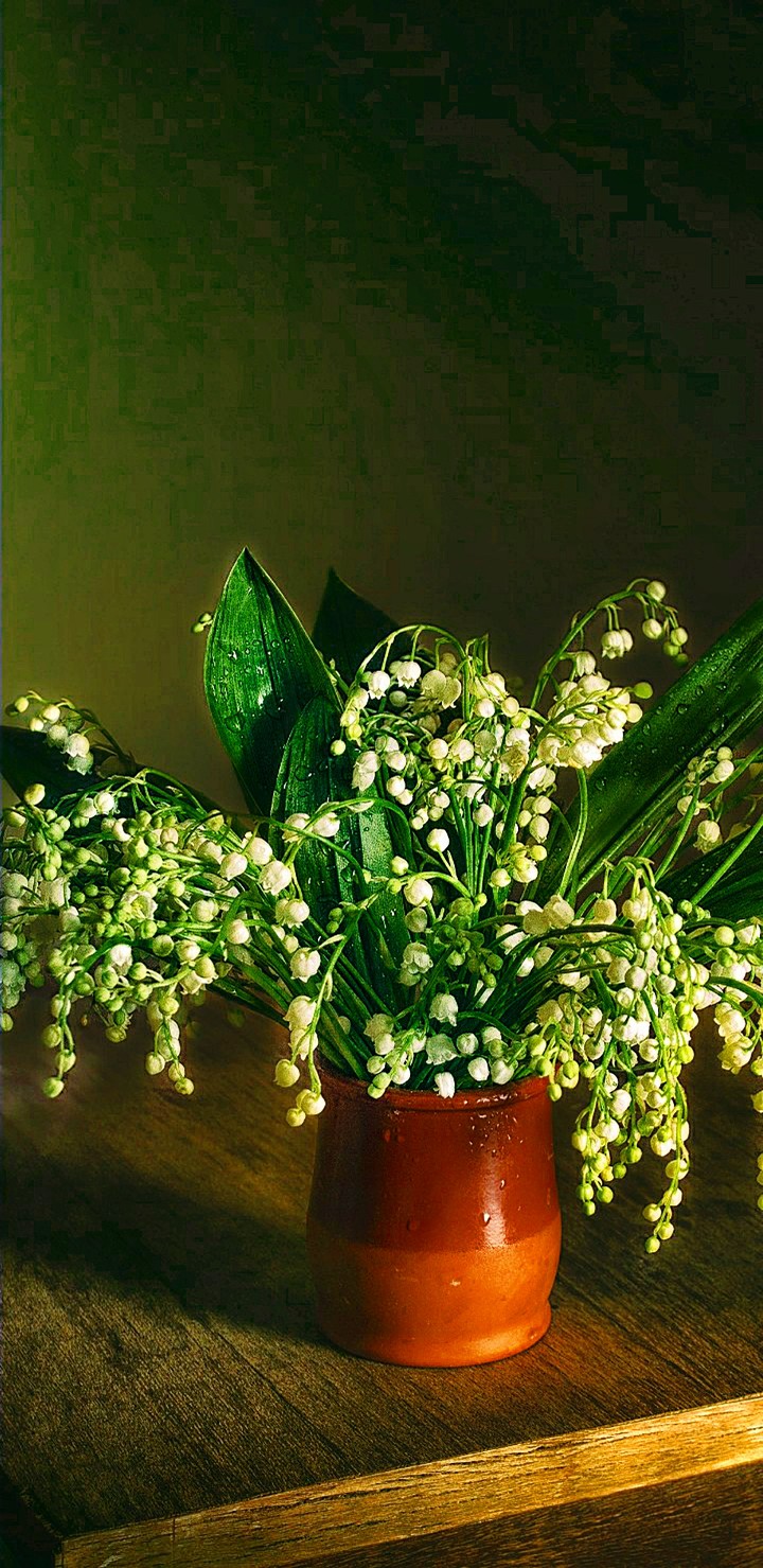 LILY OF VALLEY